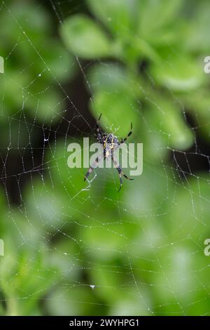 Eine Spinne wartet in der Mitte ihres Netzes, während Regen im Dschungel auf der Insel Maui, Hawaii, fällt Stockfoto