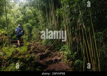 Wanderer wandern den Weg durch Bambuswald und Laub auf der Straße nach Hana auf der tropischen Insel Maui Hawaii Stockfoto