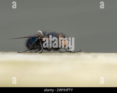 Seitenansicht einer gewöhnlichen Blasenfliege oder Flaschenfliege (Calliphora vicina), die auf einem Holzgeländer aufliegt und die orangefarbenen Wangen zeigt, die für die charakteristisch sind Stockfoto