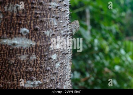 Scharfe Spitzen ragen aus dem Stamm des Sandbox Tree hervor, Hura Crepitans. Dieser giftige Baum kommt im Amazonasgebiet in Peru vor Stockfoto