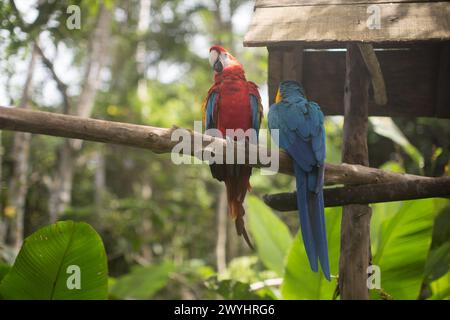 Ein verspielter blau-gelber Ara im Pilpintuwasi Wildlife Rettungszentrum und Schutzgebiet in der Nähe von Iquitos Peru in der Region Loreto am Amazonasfluss Stockfoto
