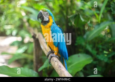 Ein verspielter blau-gelber Ara im Pilpintuwasi Wildlife Rettungszentrum und Schutzgebiet in der Nähe von Iquitos Peru in der Region Loreto am Amazonasfluss Stockfoto