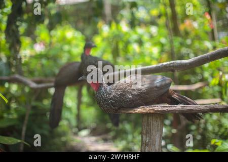 Eine Tour durch das Pilpintuwasi Wildlife Rescue Center, die Schmetterlingsfarm und das Schutzgebiet in der Nähe von Iquitos Peru in der Region Loreto am Amazonas Stockfoto