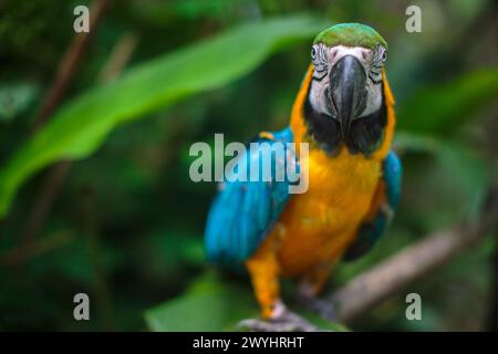 Ein verspielter blau-gelber Ara im Pilpintuwasi Wildlife Rettungszentrum und Schutzgebiet in der Nähe von Iquitos Peru in der Region Loreto am Amazonasfluss Stockfoto