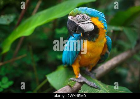 Ein verspielter blau-gelber Ara im Pilpintuwasi Wildlife Rettungszentrum und Schutzgebiet in der Nähe von Iquitos Peru in der Region Loreto am Amazonasfluss Stockfoto