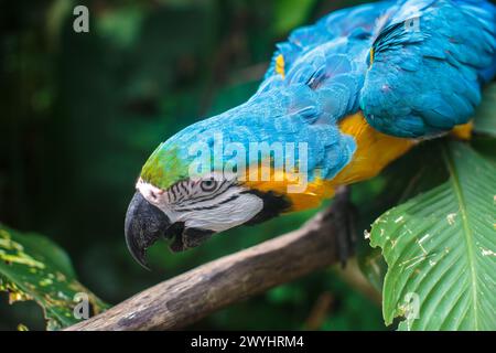 Ein verspielter blau-gelber Ara im Pilpintuwasi Wildlife Rettungszentrum und Schutzgebiet in der Nähe von Iquitos Peru in der Region Loreto am Amazonasfluss Stockfoto