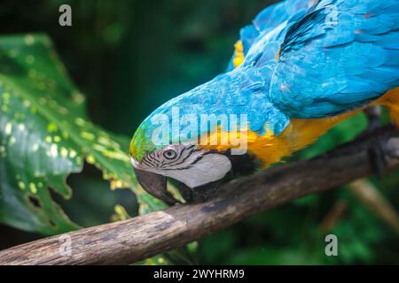 Ein verspielter blau-gelber Ara im Pilpintuwasi Wildlife Rettungszentrum und Schutzgebiet in der Nähe von Iquitos Peru in der Region Loreto am Amazonasfluss Stockfoto