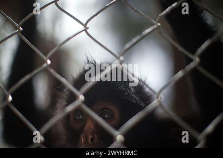 Eine Tour durch das Pilpintuwasi Wildlife Rescue Center, die Schmetterlingsfarm und das Schutzgebiet in der Nähe von Iquitos Peru in der Region Loreto am Amazonas Stockfoto