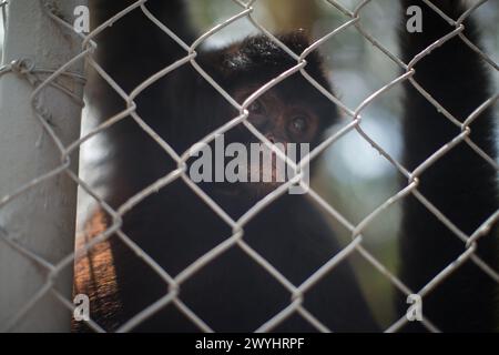 Eine Tour durch das Pilpintuwasi Wildlife Rescue Center, die Schmetterlingsfarm und das Schutzgebiet in der Nähe von Iquitos Peru in der Region Loreto am Amazonas Stockfoto