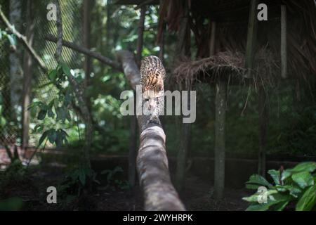 Eine Tour durch das Pilpintuwasi Wildlife Rescue Center, die Schmetterlingsfarm und das Schutzgebiet in der Nähe von Iquitos Peru in der Region Loreto am Amazonas Stockfoto