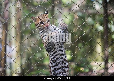 Eine Tour durch das Pilpintuwasi Wildlife Rescue Center, die Schmetterlingsfarm und das Schutzgebiet in der Nähe von Iquitos Peru in der Region Loreto am Amazonas Stockfoto