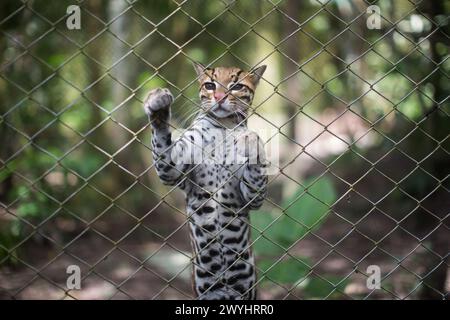 Eine Tour durch das Pilpintuwasi Wildlife Rescue Center, die Schmetterlingsfarm und das Schutzgebiet in der Nähe von Iquitos Peru in der Region Loreto am Amazonas Stockfoto