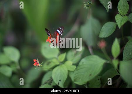 Eine Tour durch das Pilpintuwasi Wildlife Rescue Center, die Schmetterlingsfarm und das Schutzgebiet in der Nähe von Iquitos Peru in der Region Loreto am Amazonas Stockfoto