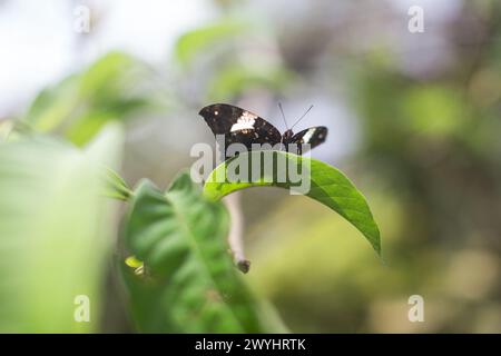 Eine Tour durch das Pilpintuwasi Wildlife Rescue Center, die Schmetterlingsfarm und das Schutzgebiet in der Nähe von Iquitos Peru in der Region Loreto am Amazonas Stockfoto