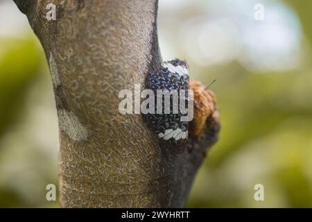 Eine Tour durch das Pilpintuwasi Wildlife Rescue Center, die Schmetterlingsfarm und das Schutzgebiet in der Nähe von Iquitos Peru in der Region Loreto am Amazonas Stockfoto