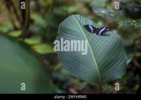 Eine Tour durch das Pilpintuwasi Wildlife Rescue Center, die Schmetterlingsfarm und das Schutzgebiet in der Nähe von Iquitos Peru in der Region Loreto am Amazonas Stockfoto