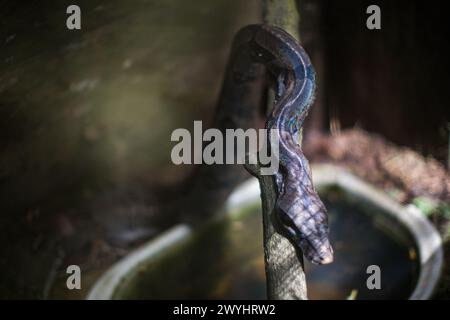 Eine Tour durch das Pilpintuwasi Wildlife Rescue Center, die Schmetterlingsfarm und das Schutzgebiet in der Nähe von Iquitos Peru in der Region Loreto am Amazonas Stockfoto