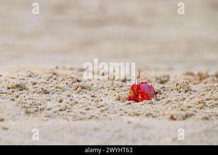 Rote Geisterkrabbe oder Ocypode Macrocera, die tagsüber aus ihrer Sandgrube schauen. Es ist ein Schnitzer, der Löcher in Sandstrand und Gezeitenzonen gräbt Stockfoto