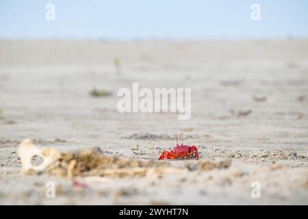 Rote Geisterkrabbe oder Ocypode Macrocera, die tagsüber aus ihrer Sandgrube schauen. Es ist ein Schnitzer, der Löcher in Sandstrand und Gezeitenzonen gräbt Stockfoto