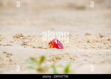 Rote Geisterkrabbe oder Ocypode Macrocera, die tagsüber aus ihrer Sandgrube schauen. Es ist ein Schnitzer, der Löcher in Sandstrand und Gezeitenzonen gräbt Stockfoto