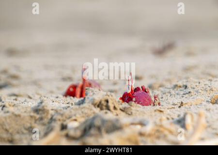 Rote Geisterkrebse oder Ocypoden-Makrocera, die tagsüber aus ihrer Sandgrube kommen. Es ist ein Schnitzer, der Löcher in Sandstrand und Gezeitenzonen gräbt Stockfoto