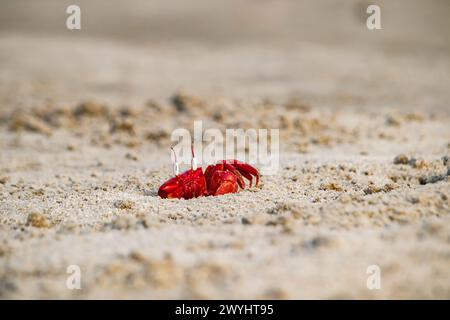 Rote Geisterkrabbe oder Ocypode Macrocera, die tagsüber aus ihrer Sandgrube schauen. Es ist ein Schnitzer, der Löcher in Sandstrand und Gezeitenzonen gräbt Stockfoto