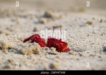 Rote Geisterkrabbe oder Ocypode Macrocera, die tagsüber aus ihrer Sandgrube schauen. Es ist ein Schnitzer, der Löcher in Sandstrand und Gezeitenzonen gräbt Stockfoto