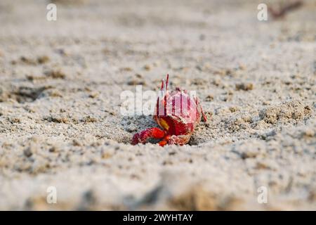 Rote Geisterkrabbe oder Ocypode Macrocera, die tagsüber aus ihrer Sandgrube schauen. Es ist ein Schnitzer, der Löcher in Sandstrand und Gezeitenzonen gräbt Stockfoto