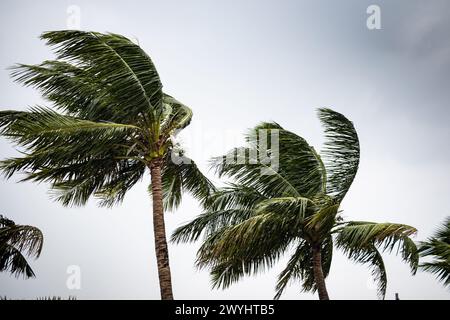Kokospalmen, die bei stürmischem Wetter im Wind schweben. Dunkle Monsunwolken im Hintergrund. Stockfoto