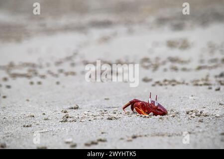 Rote Geisterkrabbe oder Ocypode Macrocera, die tagsüber aus ihrer Sandgrube schauen. Es ist ein Schnitzer, der Löcher in Sandstrand und Gezeitenzonen gräbt Stockfoto