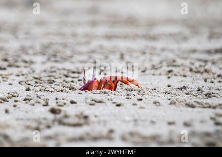 Rote Geisterkrabbe oder Ocypode Macrocera, die tagsüber aus ihrer Sandgrube schauen. Es ist ein Schnitzer, der Löcher in Sandstrand und Gezeitenzonen gräbt Stockfoto