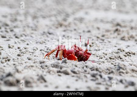 Rote Geisterkrabbe oder Ocypode Macrocera, die tagsüber aus ihrer Sandgrube schauen. Es ist ein Schnitzer, der Löcher in Sandstrand und Gezeitenzonen gräbt Stockfoto