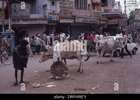 Bettler, die Tannenfetzen auf der Straße mit heiligen Kühen sehen, aufgenommen 1992, Old Delhi District, New Delhi, Indien Stockfoto