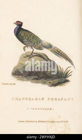 Japanischer grüner Fasan oder veränderlicher Fasan, Phasianus versicolor. Phasianus diardi. Handkolorierter Kupferstich nach einer Illustration von Charles Hamilton Smith aus Edward Griffith's The Animal Kingdom von The Baron Cuvier, London, Whittaker, 1829. Stockfoto