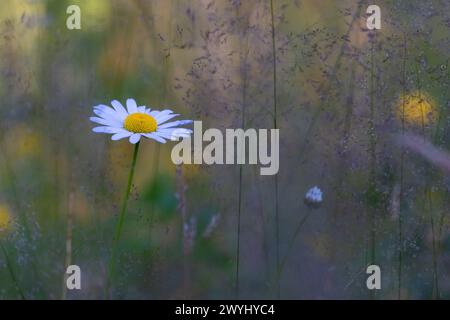 Oxeye Daisy Blume mit unscharfen Gräsern ringsum Stockfoto