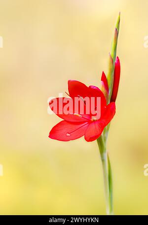 Karmesin-Flaggenlilie (Hesperantha coccinea) Blume am Rand des Gartenteichs Stockfoto