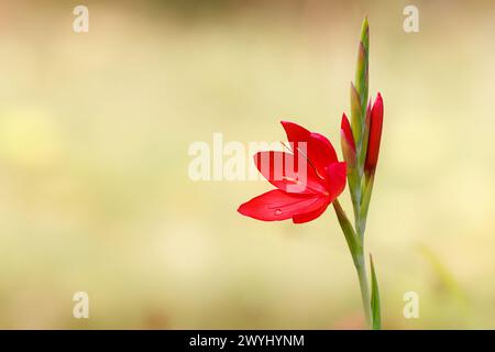 Karmesin-Flaggenlilie (Hesperantha coccinea) Blume am Rand des Gartenteichs Stockfoto