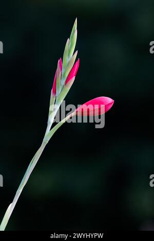 Karmesinlilie [ Hesperantha coccinea ] ungeöffnete Blume am Rand des Gartenteichs Stockfoto