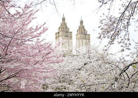 New York, USA. April 2024. Die Kirschblüten werden am 6. April 2024 im Central Park in New York, USA, gezeigt. Quelle: Li Rui/Xinhua/Alamy Live News Stockfoto