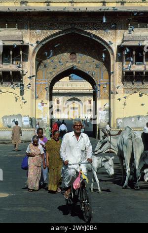 Mann auf dem Fahrrad von heiligen Kühen, Naqqar Darwaza Tor, aufgenommen 1999, Jodhpur, Rajasthan; Indien Stockfoto