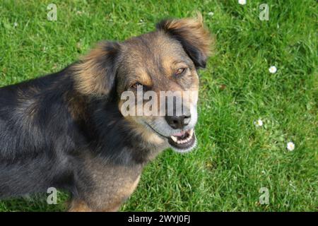 Happy Dog blickt in die Kamera und blinkt Stockfoto
