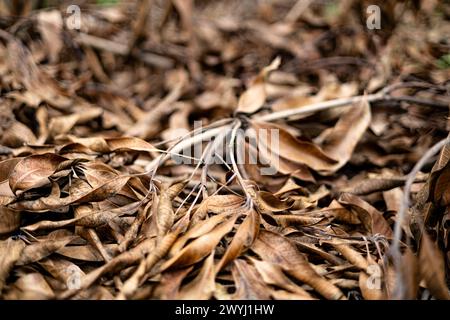 Blätter und Äste sind trocken und tot auf dem Boden. Nahaufnahme getrockneter brauner Blätter. Stockfoto