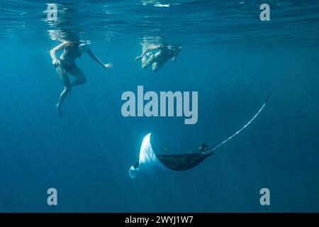 Begegnung mit Manta in der Mayotte Lagune im Indischen Ozean Stockfoto