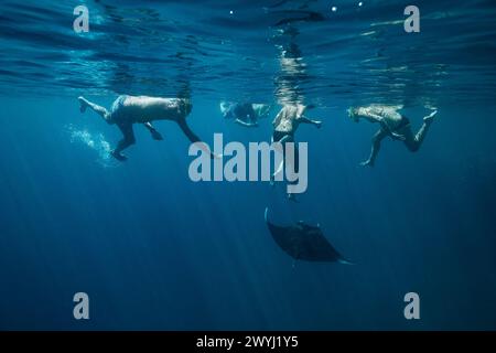 Begegnung mit Manta in der Mayotte Lagune im Indischen Ozean Stockfoto