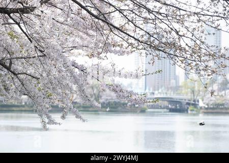 Seoul, Südkorea. April 2024. Dieses Foto vom 7. April 2024 zeigt Kirschblüten in der Nähe des Seokchon Lake in Seoul, Südkorea. Quelle: Yao Qilin/Xinhua/Alamy Live News Stockfoto