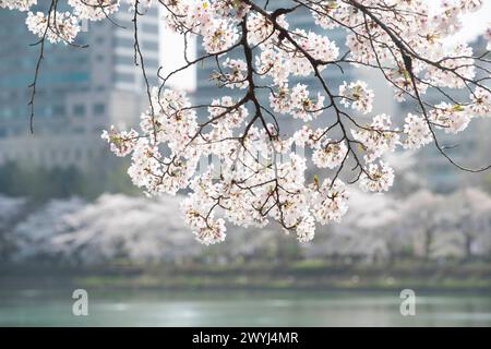 Seoul, Südkorea. April 2024. Dieses Foto vom 7. April 2024 zeigt Kirschblüten in der Nähe des Seokchon Lake in Seoul, Südkorea. Quelle: Yao Qilin/Xinhua/Alamy Live News Stockfoto