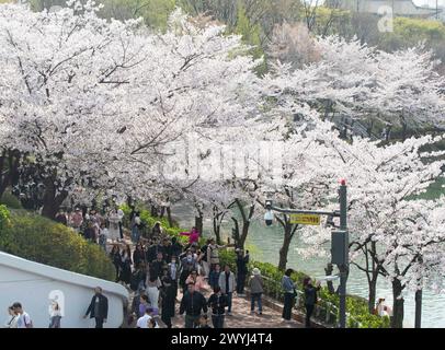 Seoul, Südkorea. April 2024. Menschen genießen ihre Zeit unter Kirschblüten am Seokchon Lake in Seoul, Südkorea, 7. April 2024. Quelle: Yao Qilin/Xinhua/Alamy Live News Stockfoto