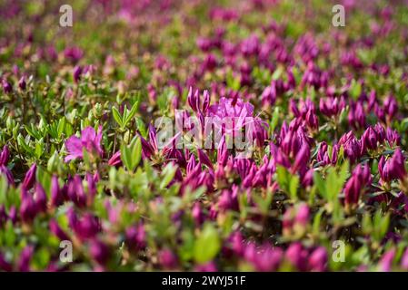 Rhododendron mucronulatum, koreanischer Rhododendron rosebay Azalea Strauchblüten im Frühjahr in Südkorea Stockfoto