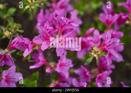 Rhododendron mucronulatum, koreanischer Rhododendron rosebay Azalea Strauchblüten im Frühjahr in Südkorea Stockfoto