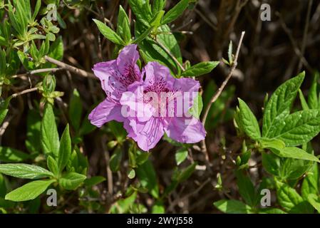 Rhododendron mucronulatum, koreanischer Rhododendron rosebay Azalea Strauchblüten im Frühjahr in Südkorea Stockfoto